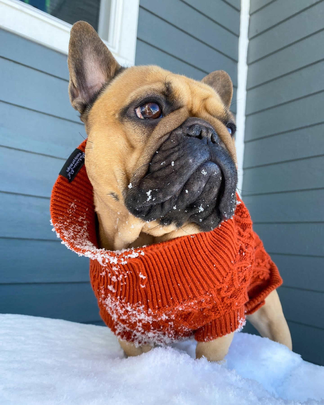 Knitted Sweaters and Jackets for Dogs in 2025 | Why Should You Consider