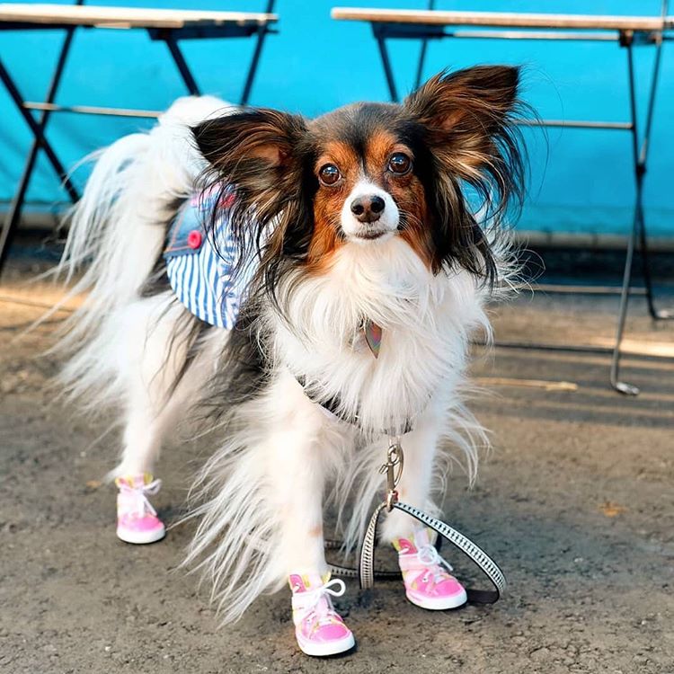 Why Your Pet Needs Shoes | Some Pet Shoes for Comfort and Protection in 2025