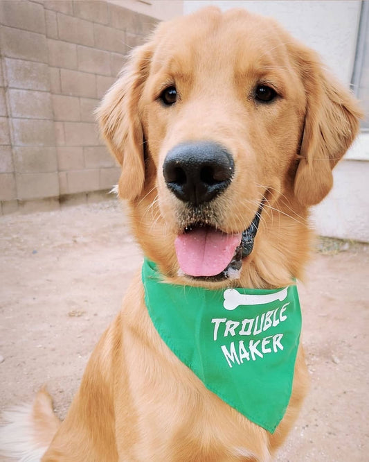 How to Accessorize Your Pet: Collars, Bandanas, and More