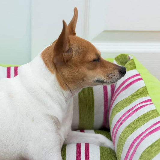 Advantages of Pet Beds or Pet Houses for Dogs | For Your Pet’s Sleep and Health