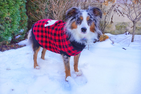 Guide to Maintaining Pet Clothing in Winter: Tips for Keeping Garments in Perfect Condition