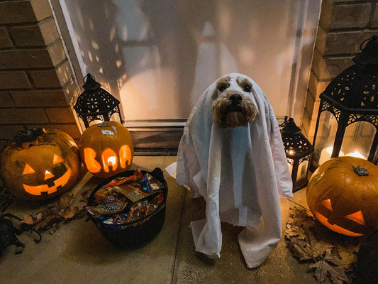 Top Dog Halloween Costume Ideas for 2025