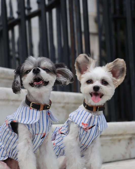 The 5 Spring Fashion Trends for Pets in 2025