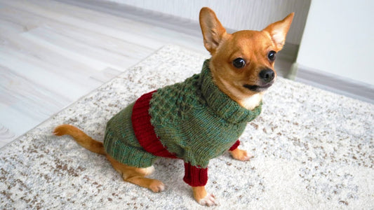 Knitted Sweaters and Jackets for Dogs in 2025 | Why Should You Consider