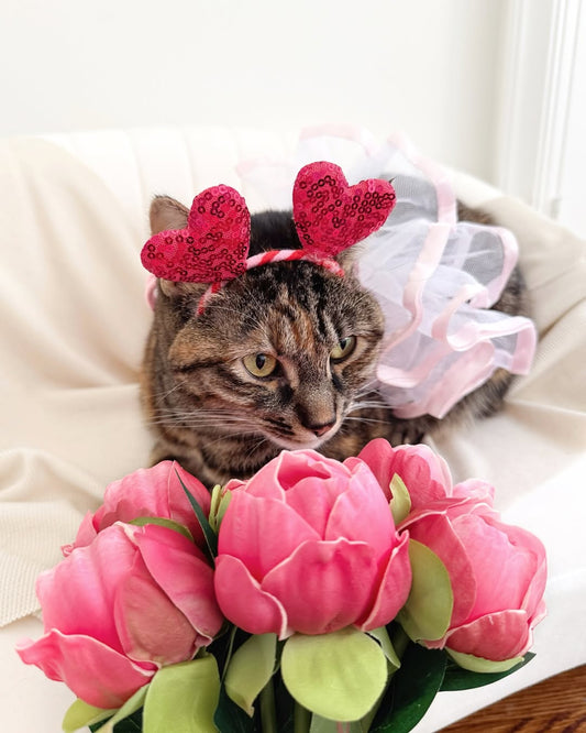 Valentine's Day Themed Photo Ideas with Pets