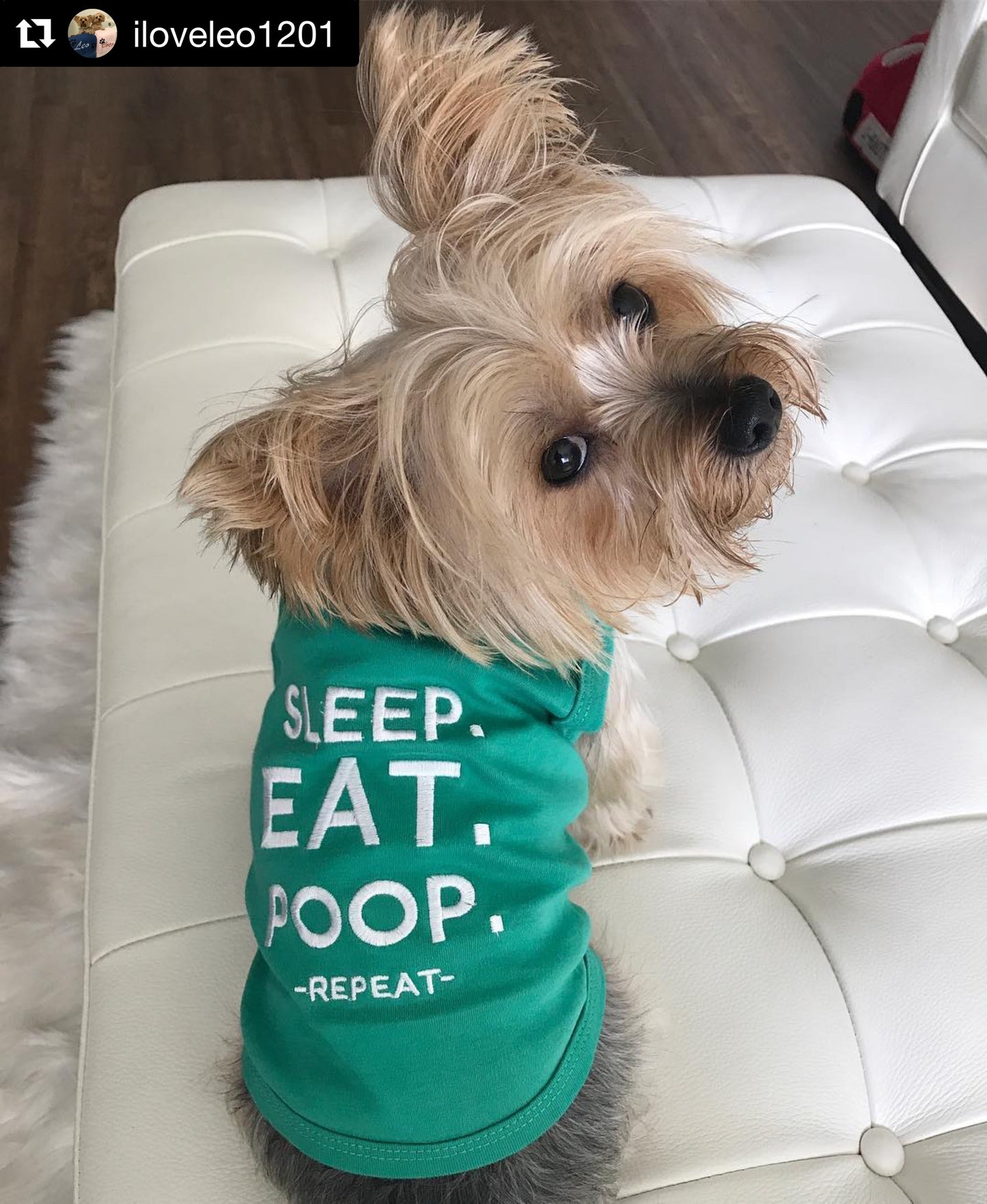 Parisian Pet 'Sleep Eat Poop' Playful Dog Shirt – Trendy Embroidered Pet Apparel for Dogs & Cats, Saint Patrick's Day