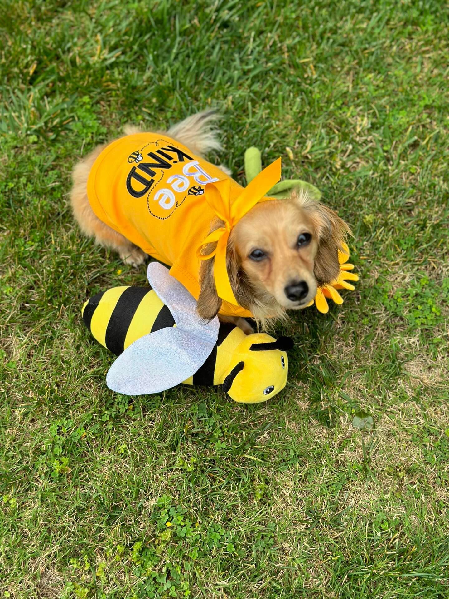 Parisian Pet 'Bee Kind' Embroidered Dog Shirt - Trendy Pet Apparel, Yellow