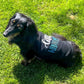 Parisian Pet 'Little Wingman' Winged Dog Shirt – Cool Adventure-Themed Shirt for Dogs & Cats, Black