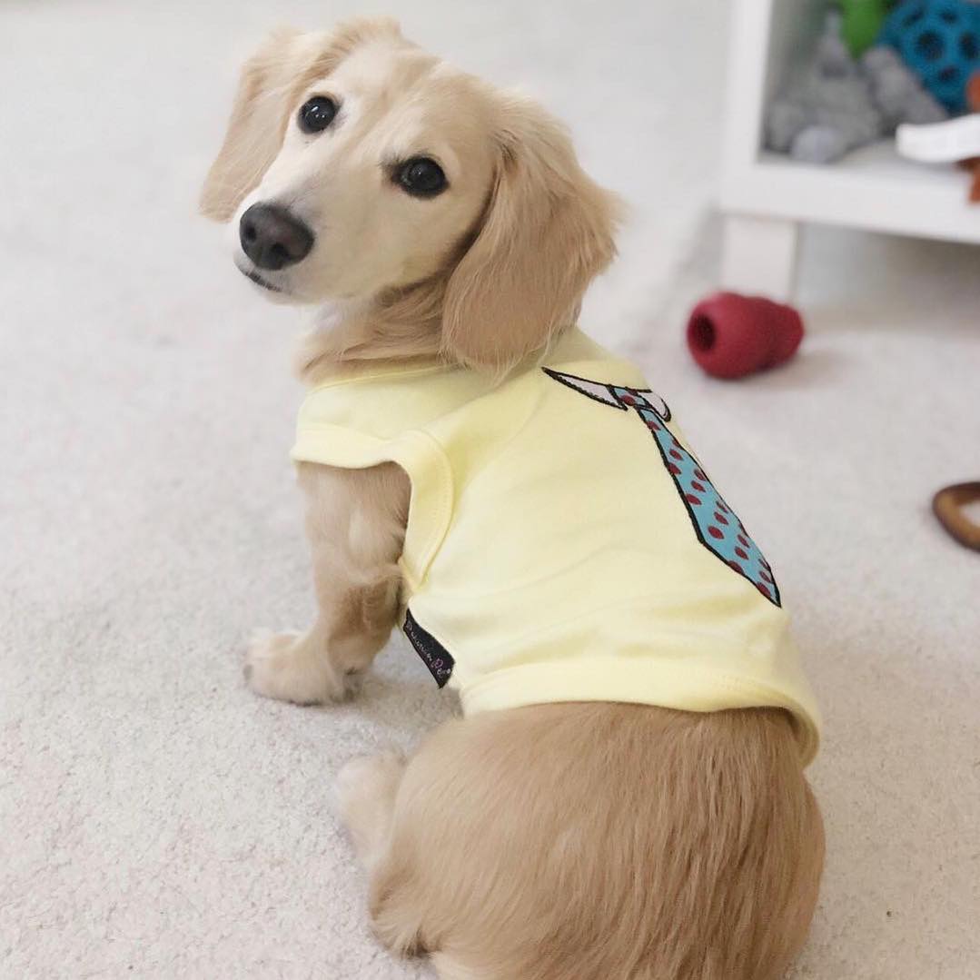 Parisian Pet 'Tie' Dog Shirt – Elegant Formal Attire for Dogs & Cats, Light Yellow