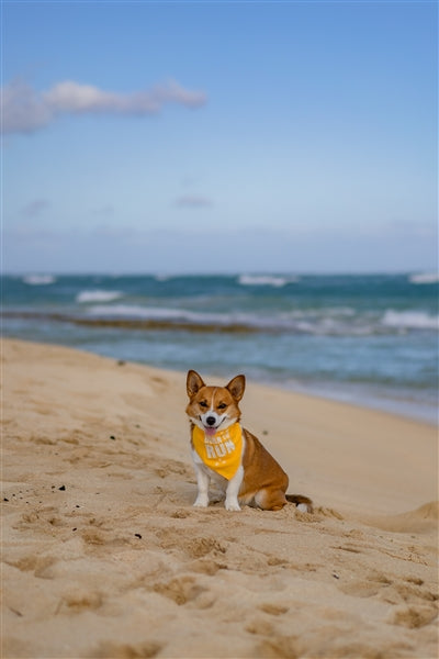 Parisian Pet 'Born to Run' Bandana - Fashionable, Soft, Comfortable Yellow Bandana for Dogs & Cats