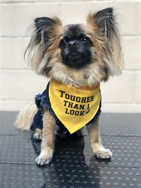 Parisian Pet 'Tougher Than I Look' Bandana - Comfortable, Stylish Yellow Dog & Cat Bandana, Trendy Design