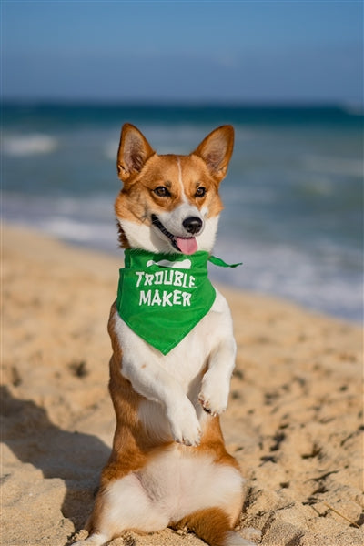 Trouble Maker Bandana