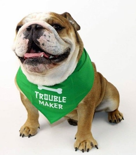 Parisian Pet 'Trouble Maker' Bandana for Dogs & Cats - Fun, Comfortable, Trendy Green Pet Fashion Accessory-Saint Patrick's Day