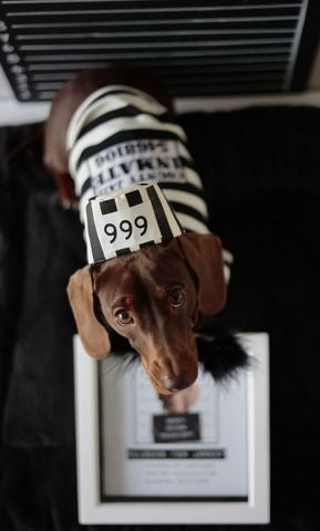 Parisian Pet 'Furry Inmate' Black and White Stripes Halloween Costume - Funny Prison Design for Cats & Dogs