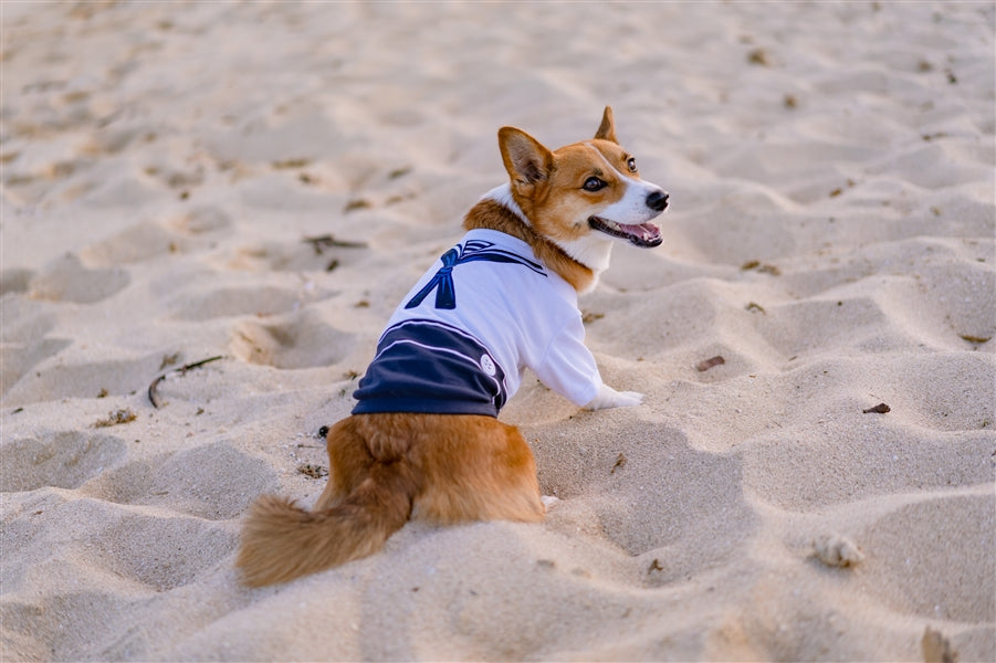 Sailor Dog