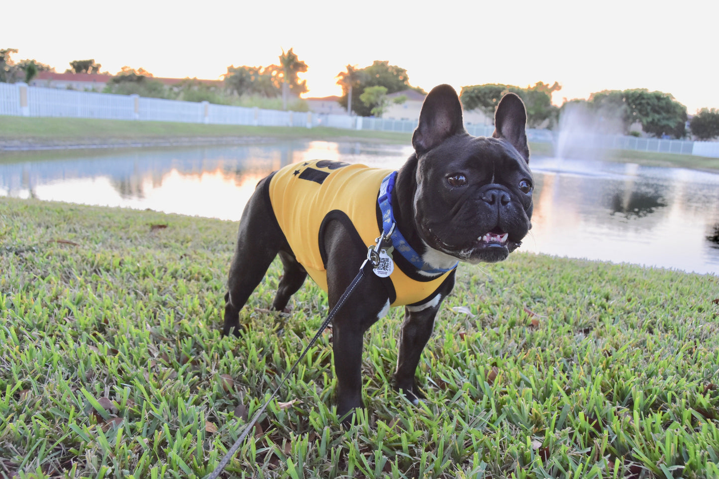 Parisian Pet 'FBI' Funny Slogan Dog Shirt – Trendy Yellow Pet Apparel for Dogs & Cats