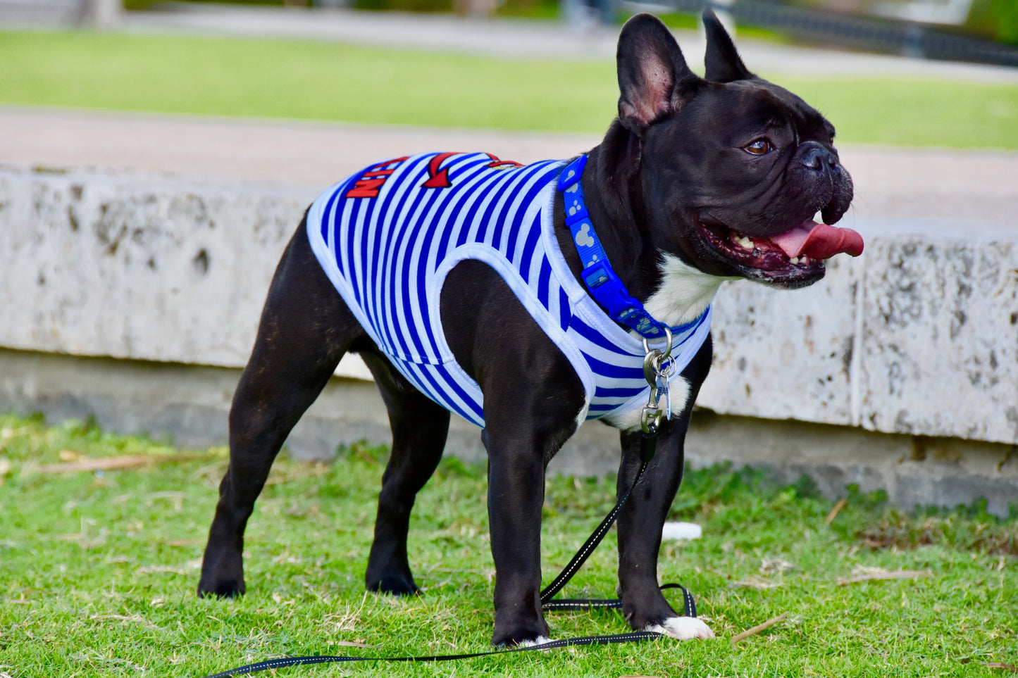 Parisian Pet 'Captain' Fun Sailor Dog Outfit – Soft and Breathable Nautical Pet Wear for Small Dogs & Cats, Blue & White Stripes