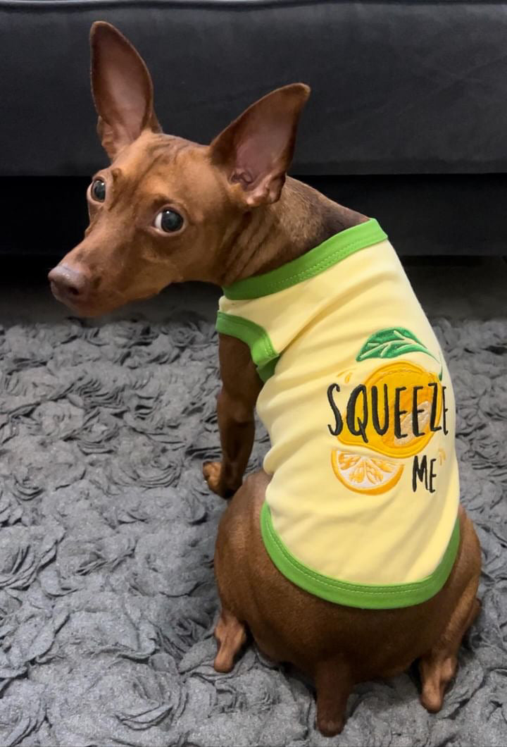 Parisian Pet 'Squeeze Me' Dog Shirt – Playful Graphic Pet T-Shirt for Dogs & Cats, Yellow