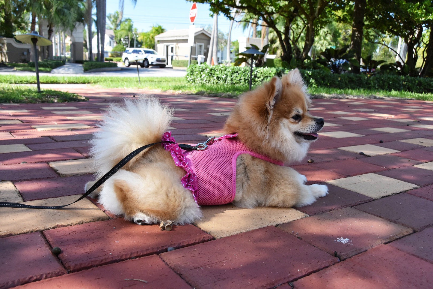 Parisian Pet 'Polka Dot Harness' Dress for Dogs & Cats – Fashionable Pet Dress with Adjustable Harness, Comfortable Fit, Pink