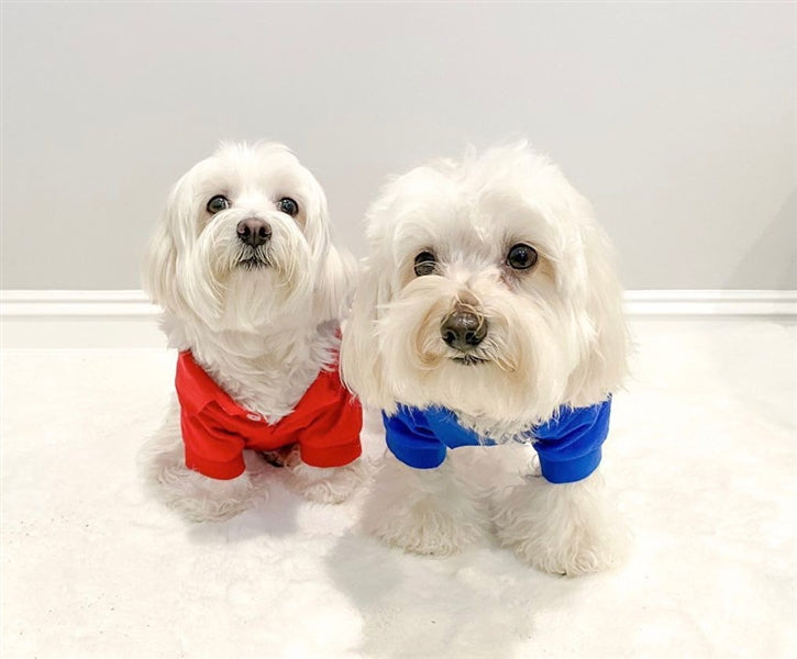 Parisian Pet 'Polo' Dog & Cat T-Shirt – Stylish Cotton, Comfortable & Lightweight Summer Shirt – Red-Valentine's Day