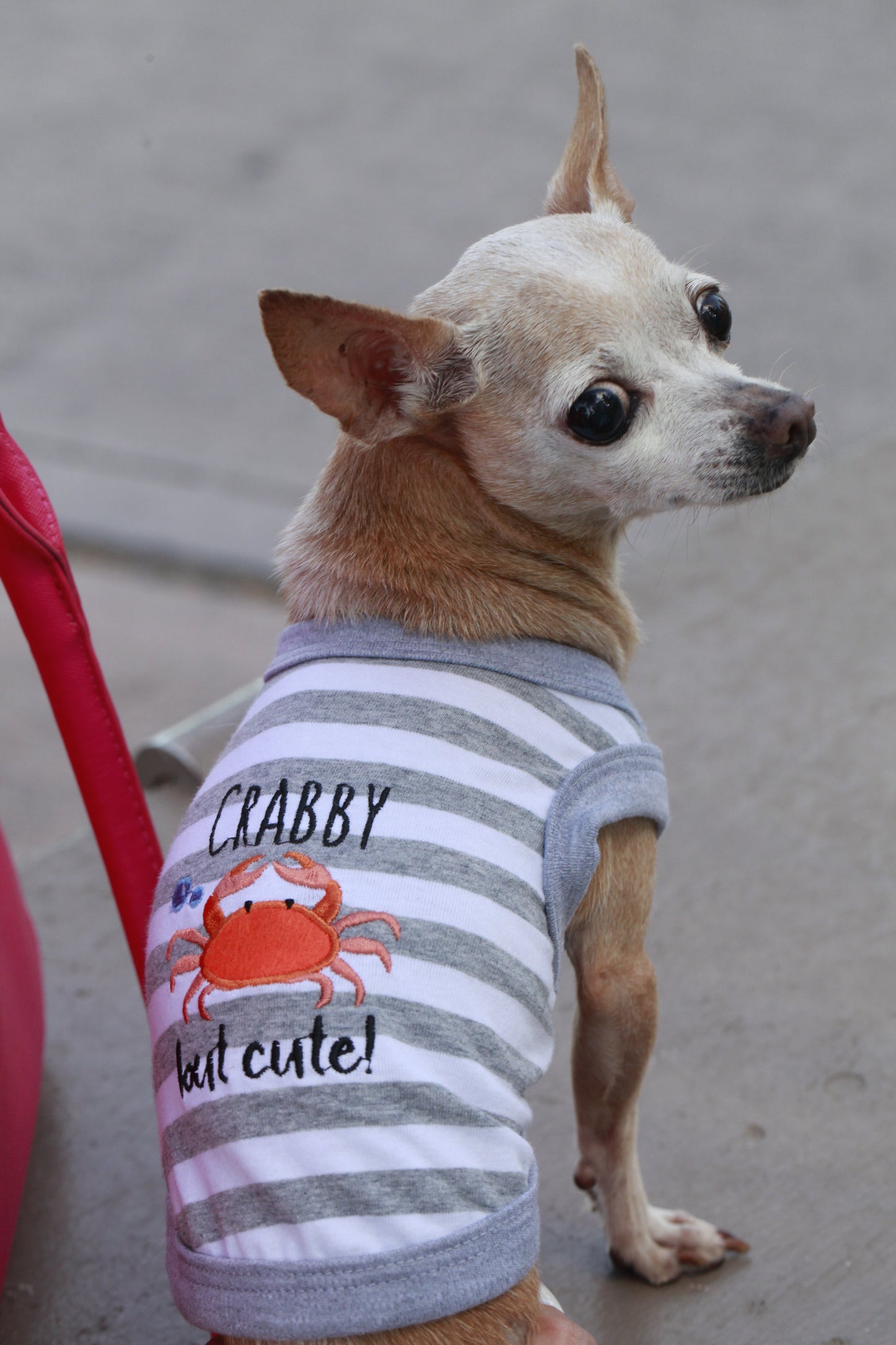 Parisian Pet 'Crabby But Cute Tee' Embroidered Dog Shirt - Trendy Pet Apparel for Dogs & Cats, Gray and White Stripes