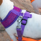 Sport Net Harness - Purple-Pink