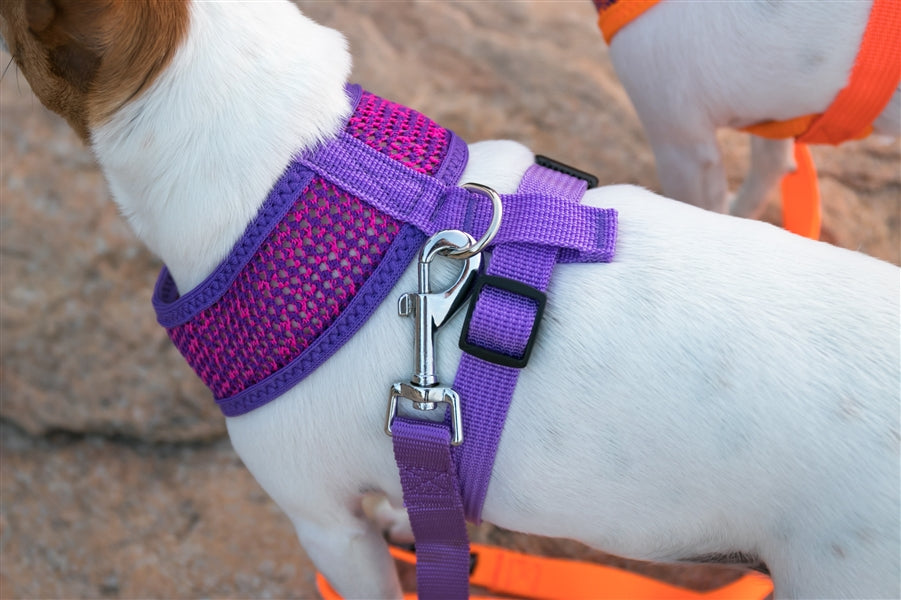 Sport Net Harness - Purple-Pink