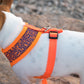 Sport Net Harness - Orange-Blue