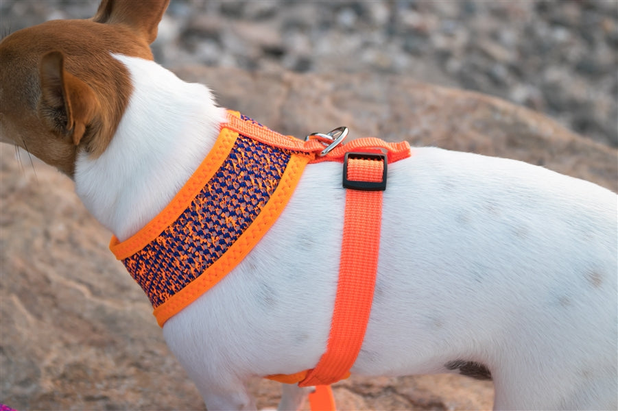 Sport Net Harness - Orange-Blue