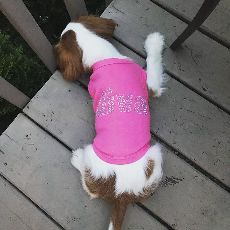 Parisian Pet 'Diva' Dog Shirt - Trendy Pet T-Shirt for Dogs & Cats, Pink