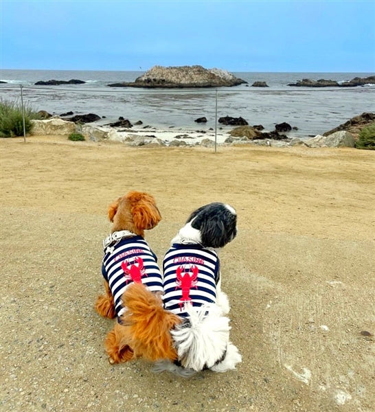 Parisian Pet 'Lobster Chasing Tail' Dog Shirt – Nautical Cotton Pet T-Shirt for Dogs & Cats, Blue & White Stripes