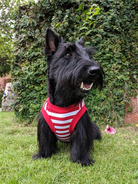 Parisian Pet 'Turtley Awesome' Dog Shirt – Fun Slogan Cotton Pet T-Shirt for Dogs & Cats, Red and White Stripes