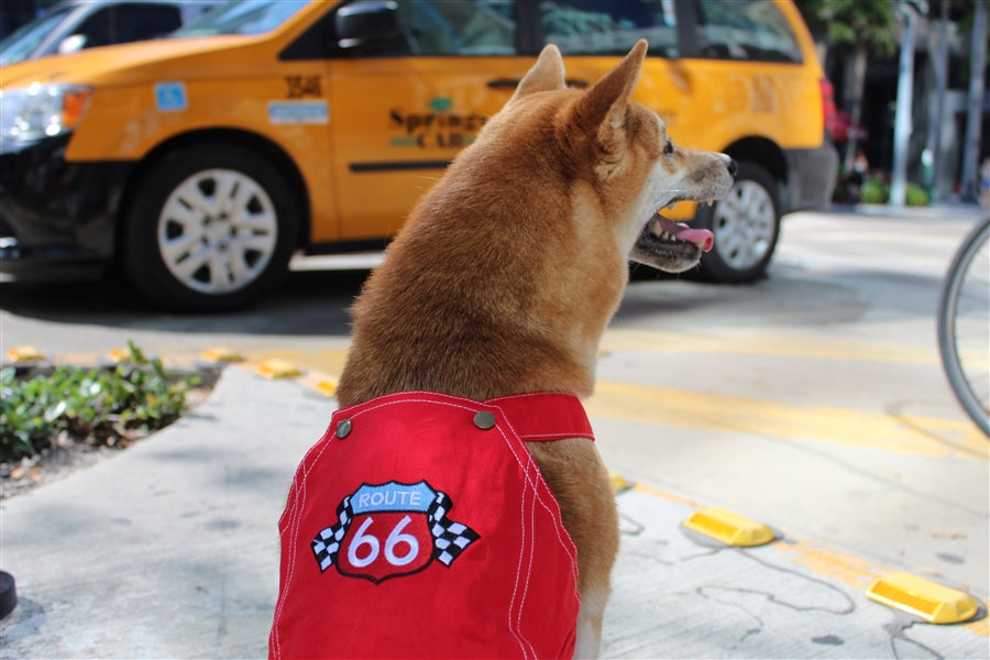 Parisian Pet 'Route 66 Jumpsuit' for Dogs and Cats, Fashionable Pet Jumpsuit for Parties, Red