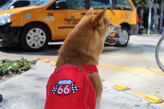 Parisian Pet 'Route 66 Jumpsuit' for Dogs and Cats, Fashionable Pet Jumpsuit for Parties, Red