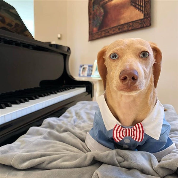 Parisian Pet 'Square Cuff Shirt Bow Tie' for Dogs & Cats – Stylish Blue Dog Shirt with Bow Tie, Comfortable and Fashionable Dog Clothing for Small and Medium Pets