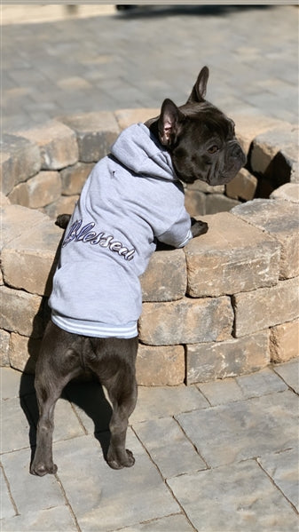 Parisian Pet 'Blessed Hoodie' in Gray - Trendy Pet Hoodie for Dogs & Cats, Perfect for Fall & Winter