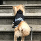 Parisian Pet 'Bestie Hoodie' in Black - Trendy Pet Hoodie for Dogs & Cats, Perfect for Fall & Winter-Valentine's Day