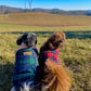 Scottish Jacket, Red/Blue Plaid