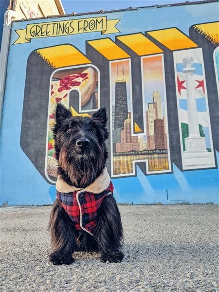 Parisian Pet 'Scottish Jacket' for Dogs & Cats, Plaid Pet Jacket, Formal Wear, Holiday Pet Jacket, Red/Blue Plaid