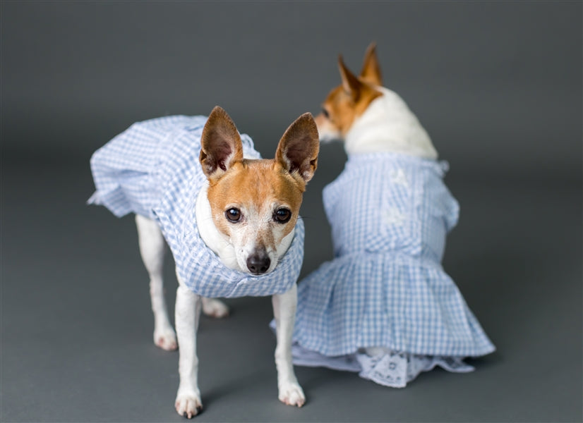 Parisian Pet 'Gingham Countryside Lace Dress' Dog & Cat Shirt – Stylish Blue Plaid Dress – Blue