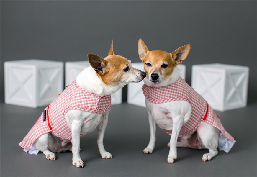 Parisian Pet 'Gingham Countryside Dress' Dog & Cat Shirt – Elegant Country Style Dog Dress –Red- Valentine's Day