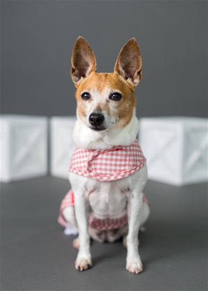 Parisian Pet 'Gingham Countryside Dress' Dog & Cat Shirt – Elegant Country Style Dog Dress –Red- Valentine's Day