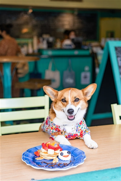 Parisian Pet 'Floral Artsy' Dog & Cat Camp Shirt – Trendy Embroidered Cotton Apparel, Comfortable & Stylish-Valentine's Day