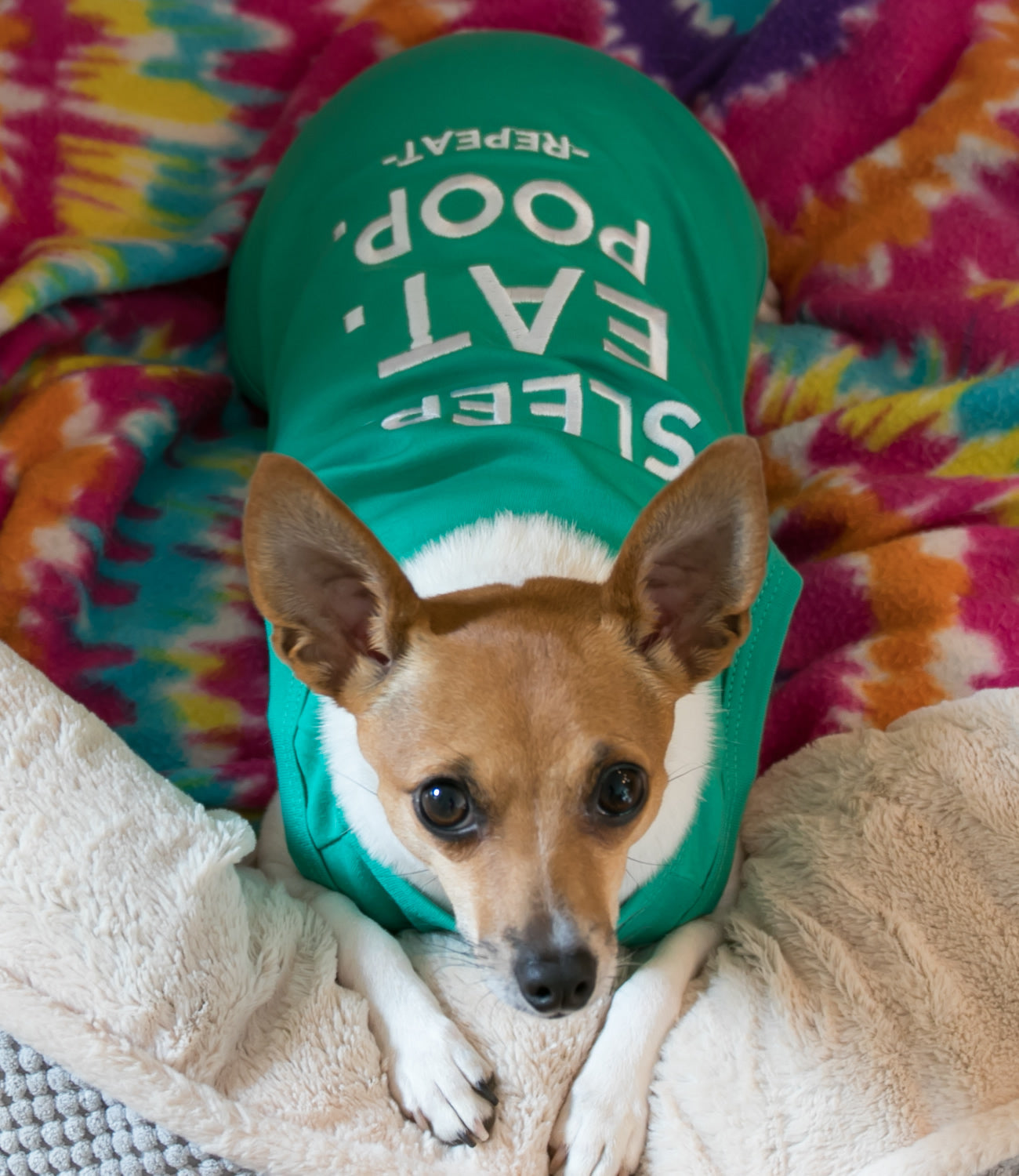 Parisian Pet 'Sleep Eat Poop' Playful Dog Shirt – Trendy Embroidered Pet Apparel for Dogs & Cats, Saint Patrick's Day