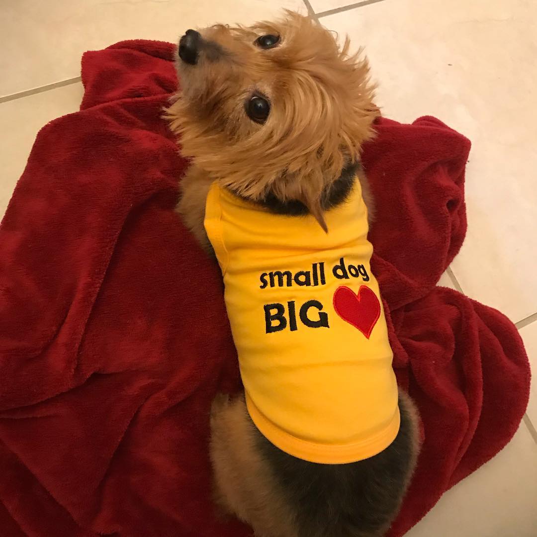 Parisian Pet 'Big Heart' Slogan Dog Shirt – Soft and Breathable Pet Apparel for Small Dogs & Cats, Yellow-Valentine's Day