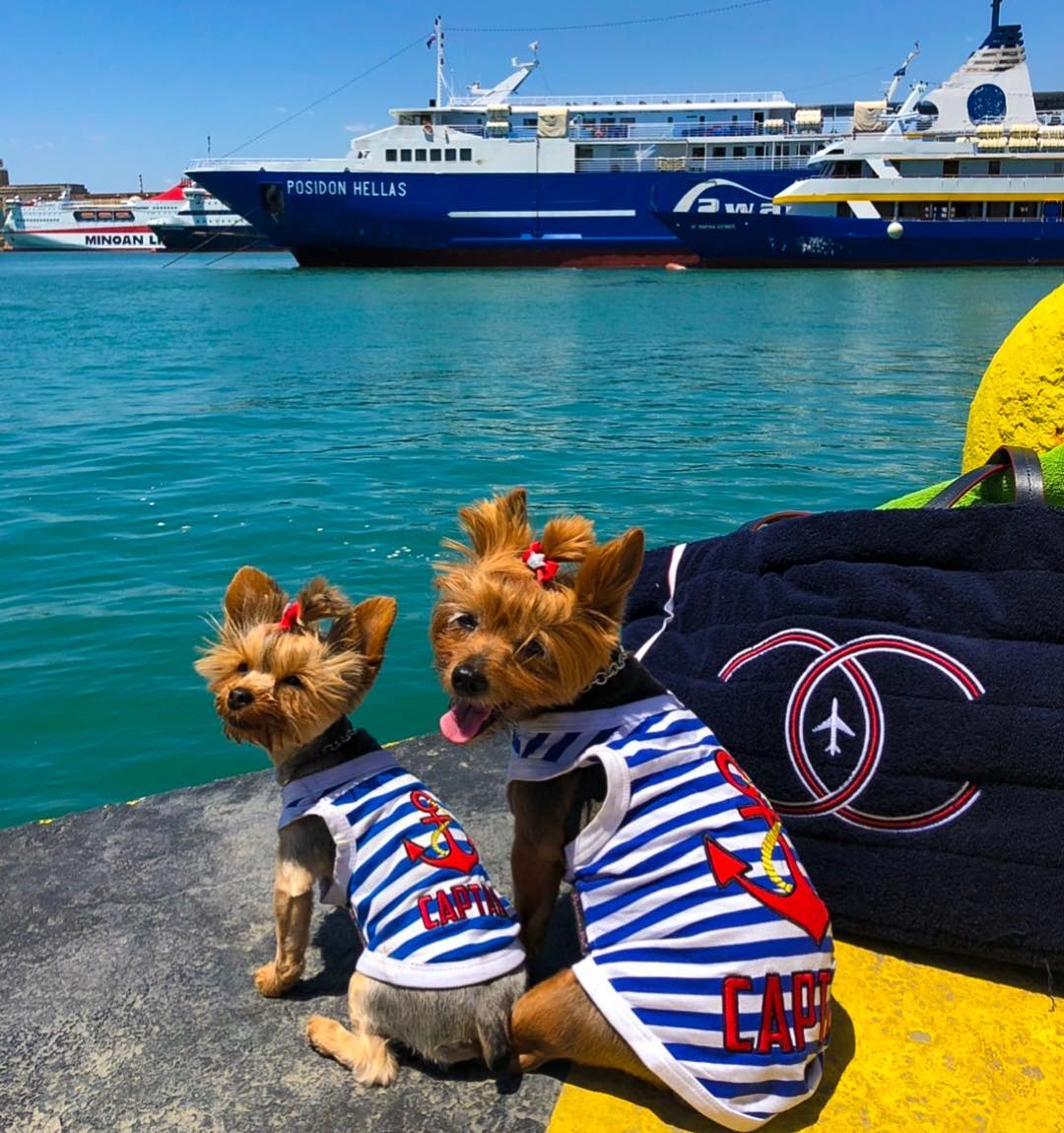 Parisian Pet 'Captain' Fun Sailor Dog Outfit – Soft and Breathable Nautical Pet Wear for Small Dogs & Cats, Blue & White Stripes