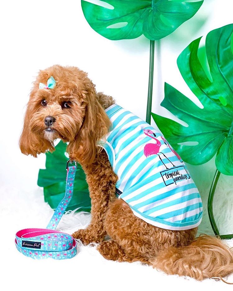 Parisian Pet 'Flamingos'  Dog Shirt – Lightweight & Breathable Summer Outfit for Small Dogs & Cats, Light Blue and White Stripes